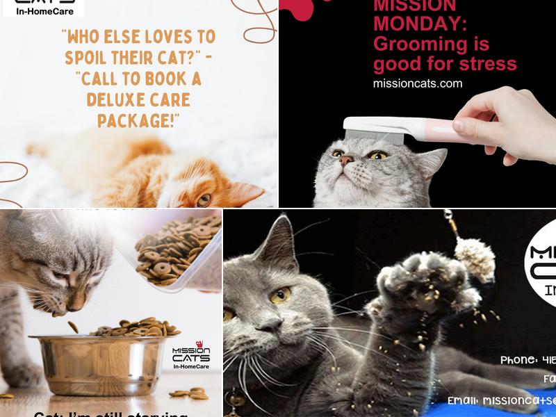 Mission Cats: In-Home Care