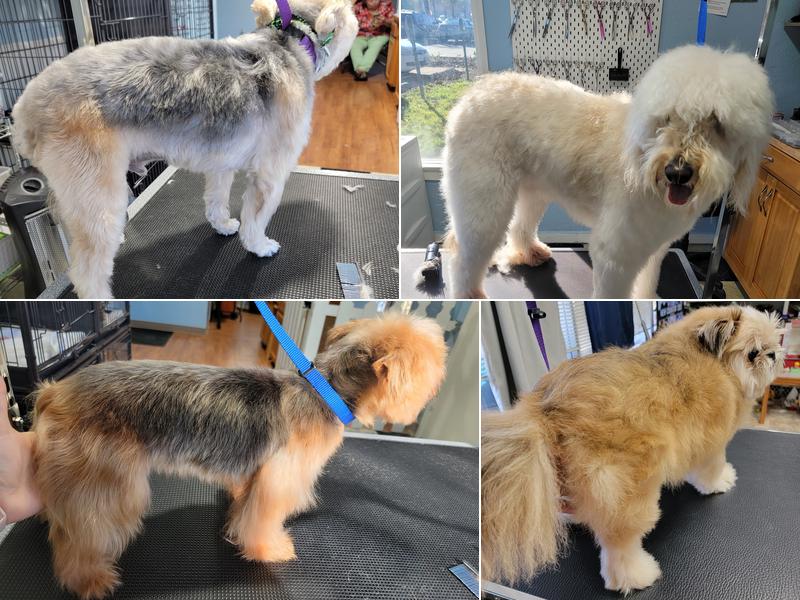 Krystal's Fur Babies Salon