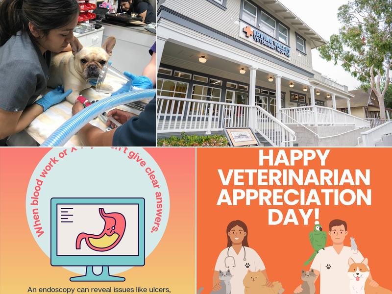 Irvine Valley Veterinary Hospital