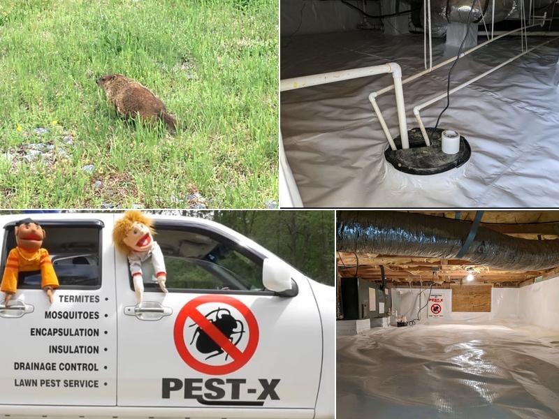 Pest-X Exterminating