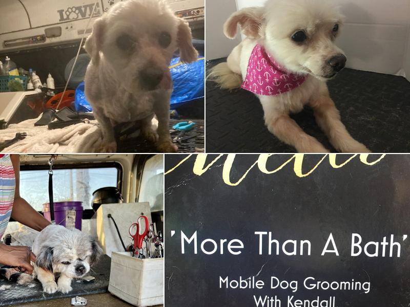 More Than A Bath Grooming. (Groomer)