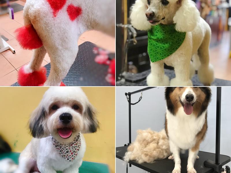 PAWsitive Pet Grooming