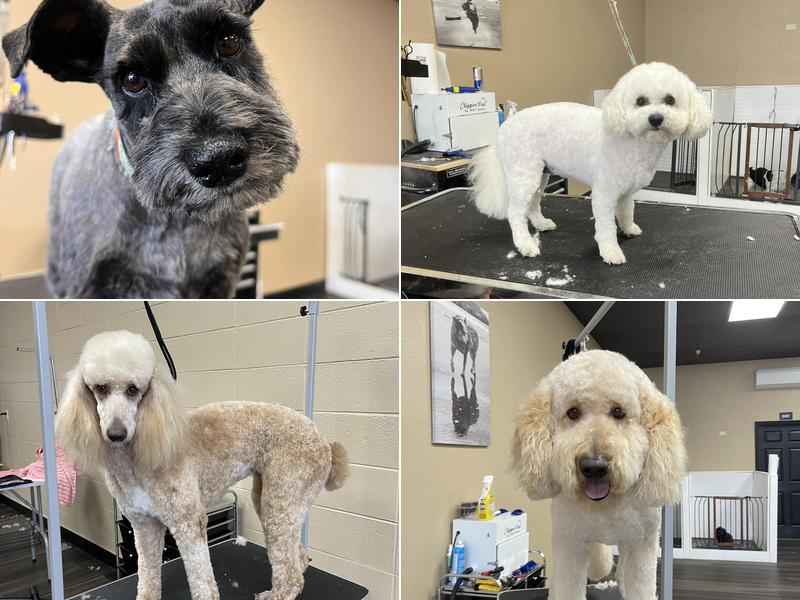 Salty Dog Grooming