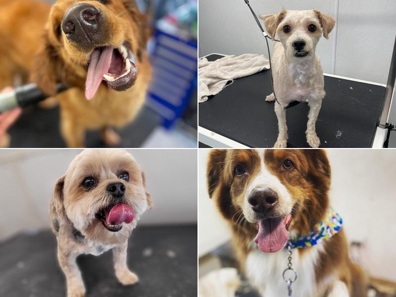 The Soggie Doggie & Company Mobile Pet Grooming