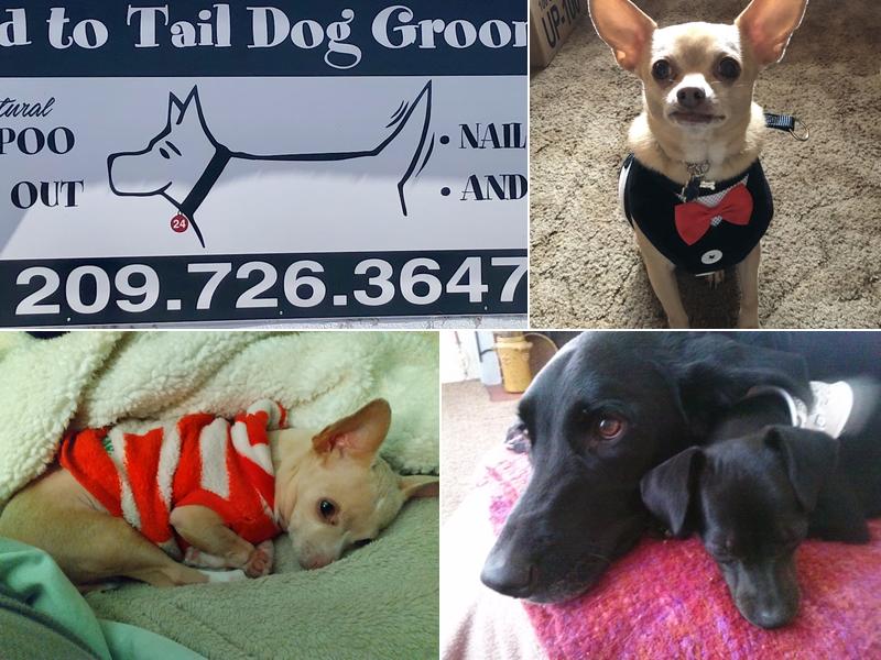 Head To Tail Dog Grooming