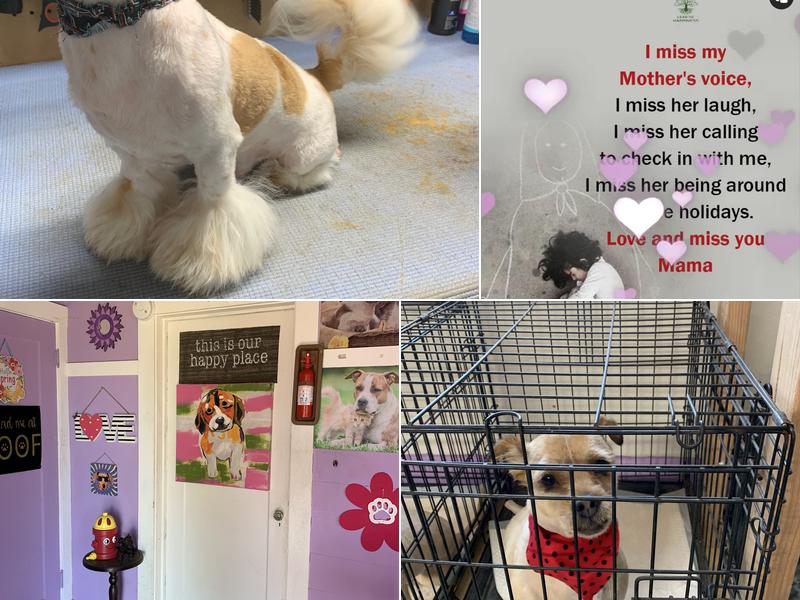 Shack In The Back Grooming