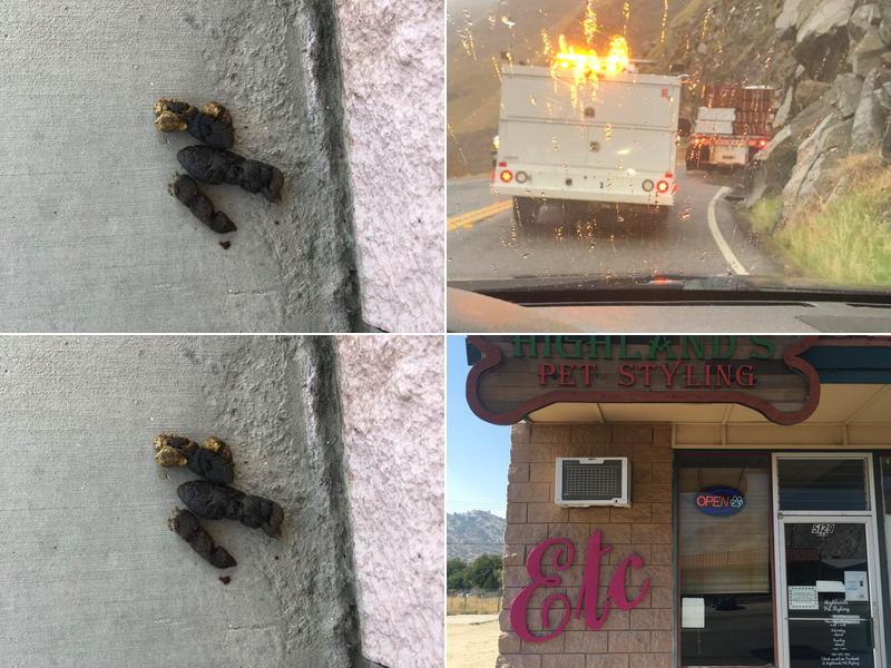 Highland's Pet Styling