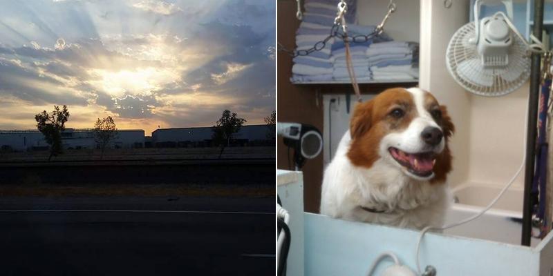 Feed Barn Grooming and Boarding