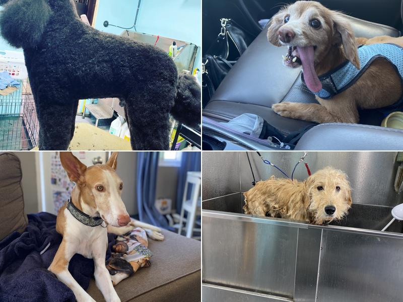 Maggie's Farm Natural Pet Grooming