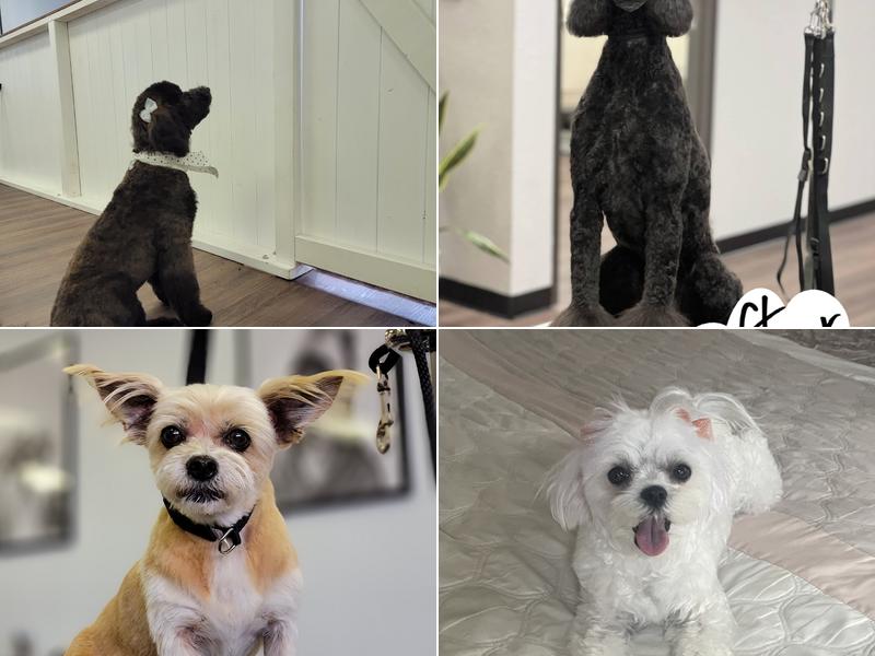 Ruff to Fluff Grooming