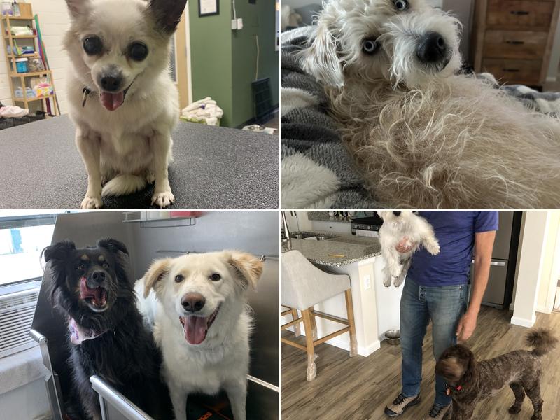 Compassionate Canine Cuts