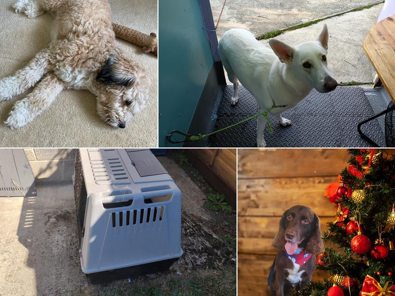 Debbie's mobile pet care