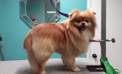 Dawgy Stylz grooming and boarding 1411 E Main St, Leesburg Florida 34748