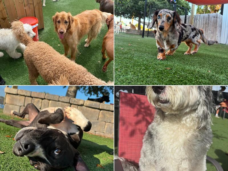 Everything Is Pawsible