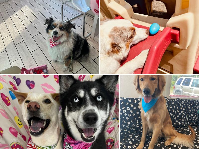 Pet Play Town Pet Resort