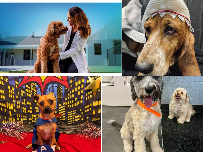 NewDay Veterinary Care