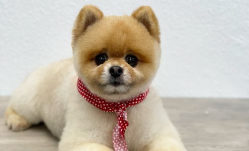 Bitches And Studs Grooming & A Glamour Bow