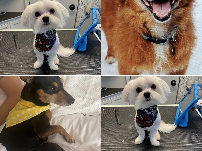 Prada's Mobile Pet Salon