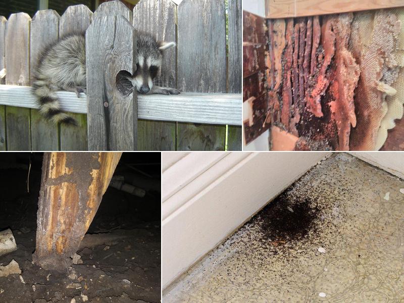 Mister-B Pest Control