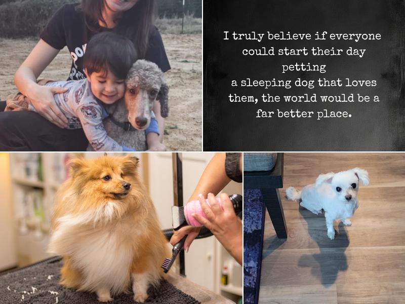 The Hamptons of Grovetown Boarding & Grooming