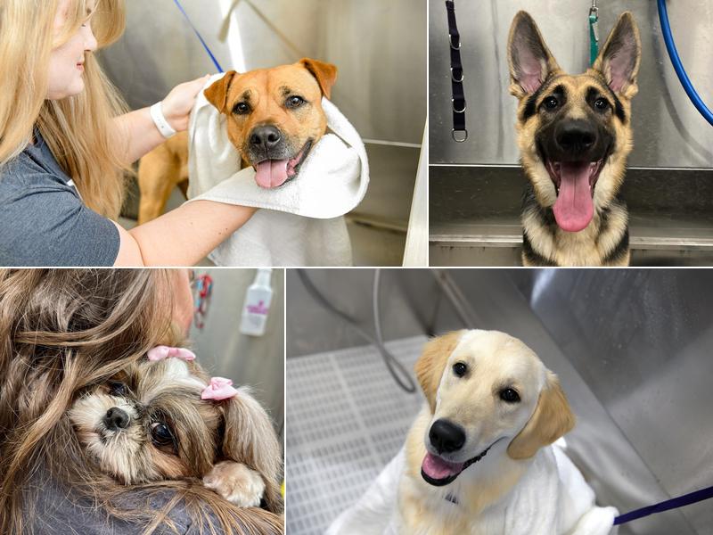 Scenthound Johns Creek Central