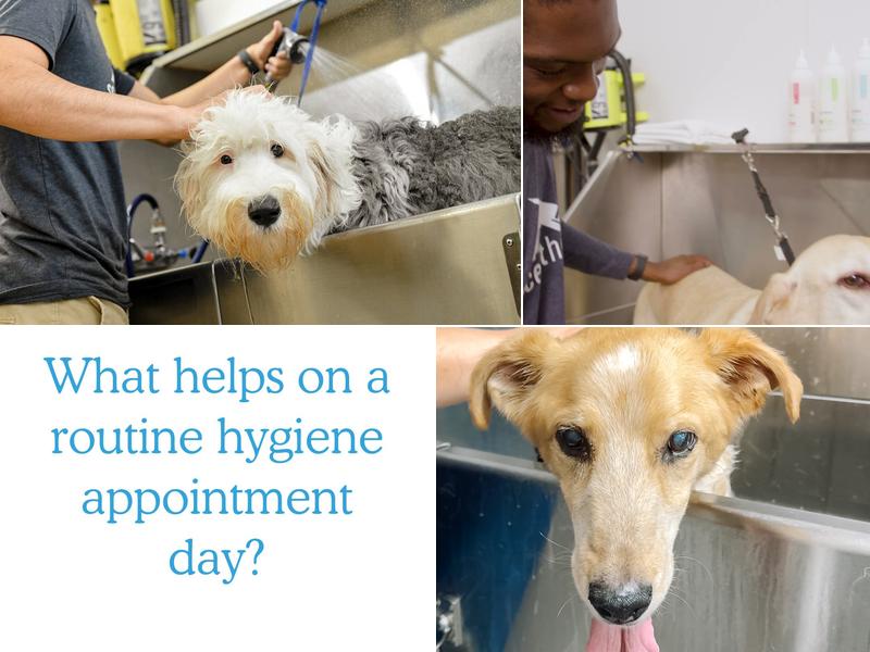 Scenthound Alpharetta Central