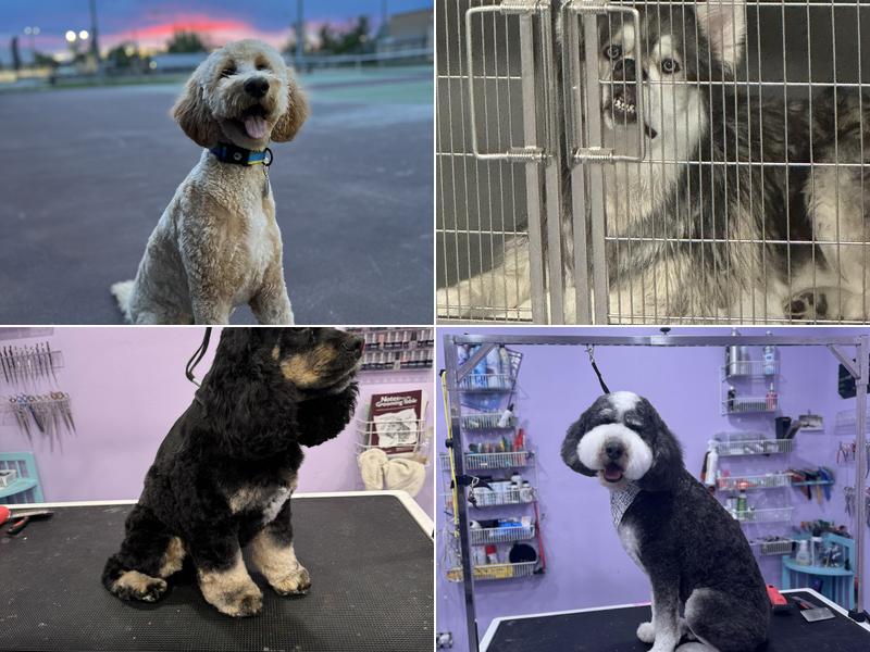 JillyBeans Pet Parlor