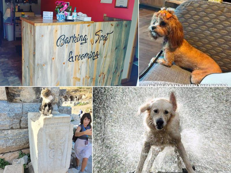 Barking Spot Grooming Salmon-ID