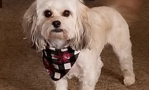 The Groom Room 1708 S 8th St, Terre Haute Indiana 47802