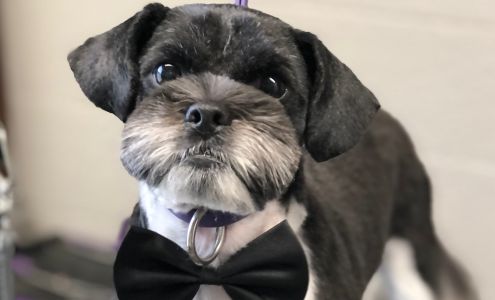 Precious Paws Pet Grooming 3014 Oregon St, Paducah Kentucky 42003