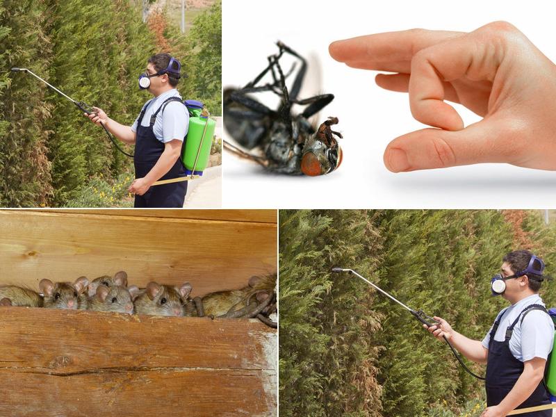 Town & Country Pest Control Inc.