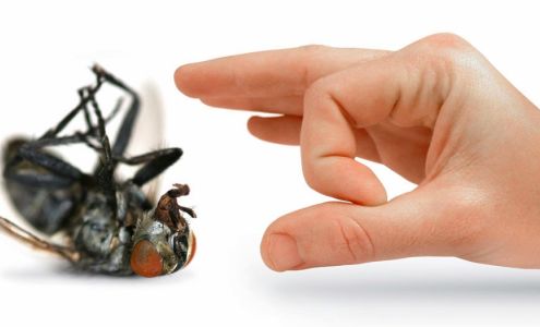 Town & Country Pest Control Inc. 2475 Co Rd 69, Robstown Texas 78380