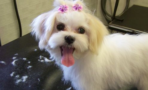 Pawsitively Paradise Pet Resort