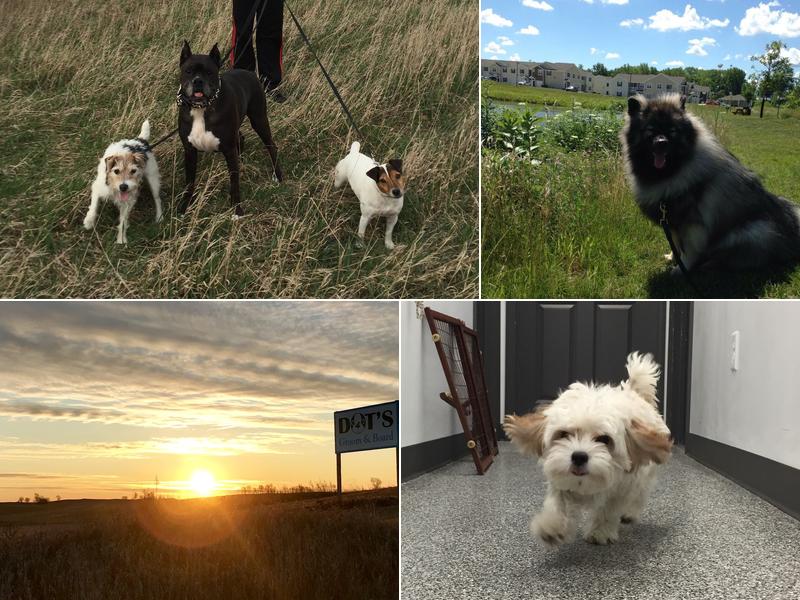 Dots Groom and Board