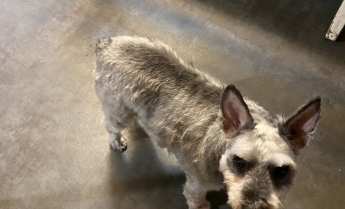Barnyard Grooming, Boarding &Doggy Daycare