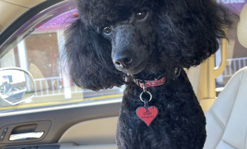 Kut & Fluff Pet Grooming