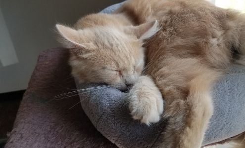 Animal House and Boarding