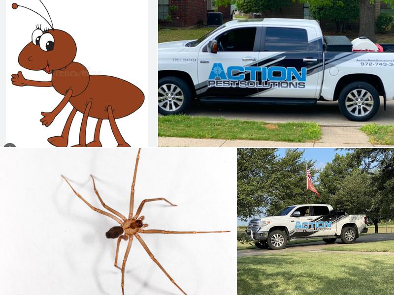 Action Pest Solutions