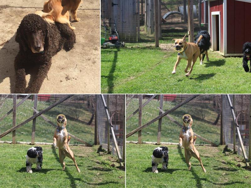 Irina's Pet Grooming