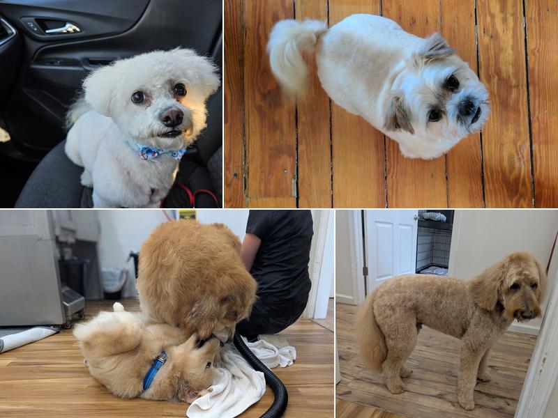 Bright Eyed & Bushy Tailed Grooming