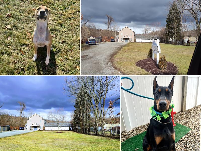 Barksburgh Pet Resort and Daycare