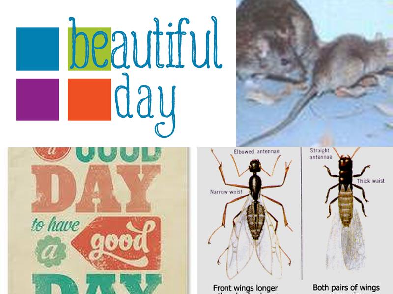 Shamrock Pest Control Inc.