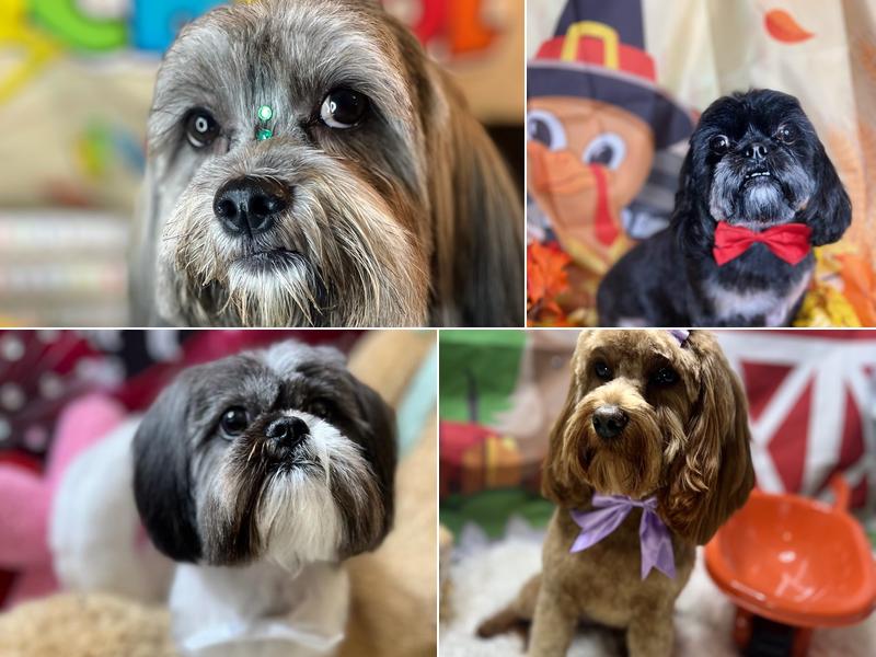 Bows Bones and Scissors