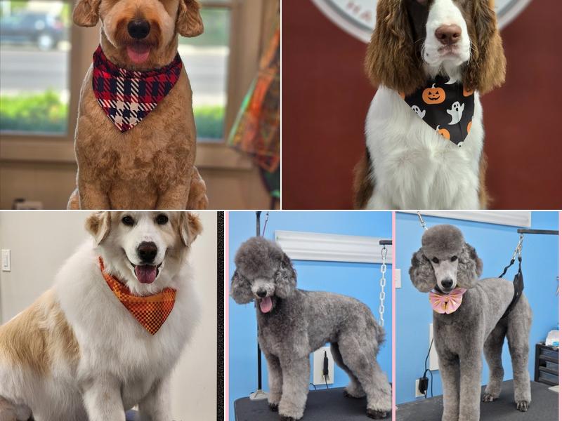 Scruffy To Fluffy Pet Spa