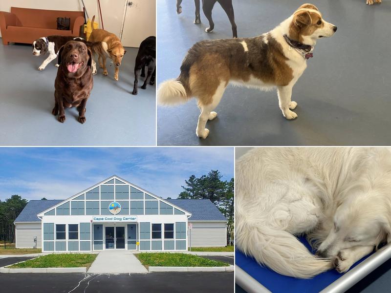 Cape Cod Dog Center
