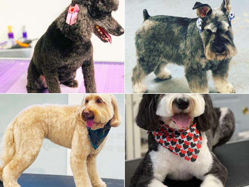 PinkDog Grooming & Spa Sudbury