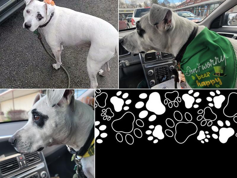 Tails and Tangles Pet Grooming LLC.