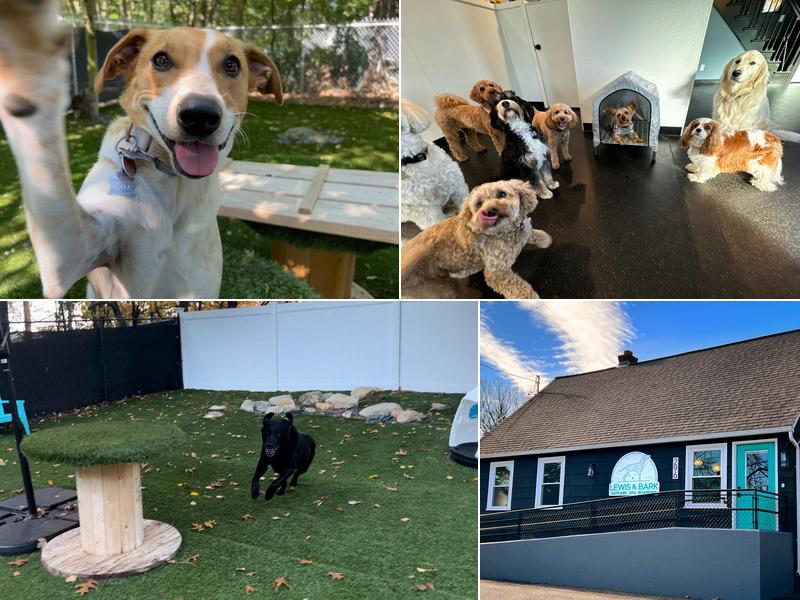 Lewis & Bark Dog Daycare, Grooming, and Training