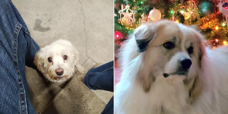 Holly's Critter Care