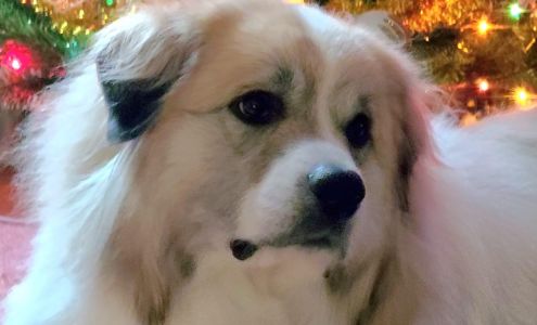 Holly's Critter Care 835 W Main St, Lowell Michigan 49331